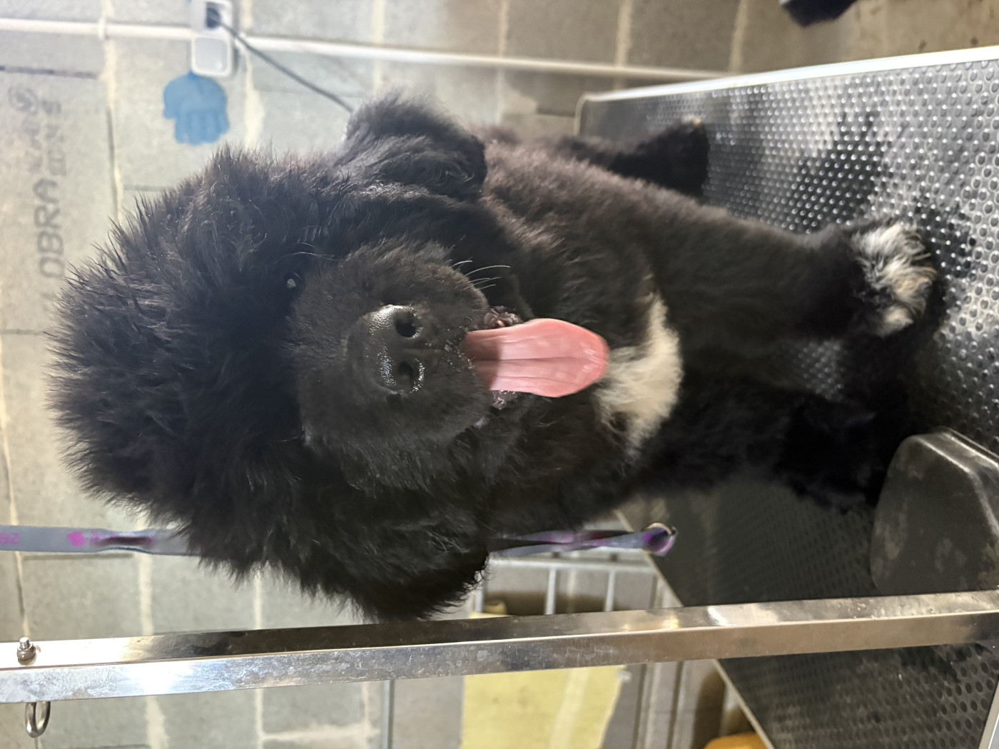 1er départ pour la portée de Ushka